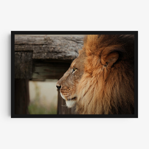 Rey de la Selva