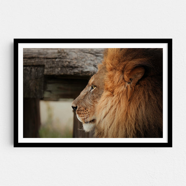 Rey de la Selva